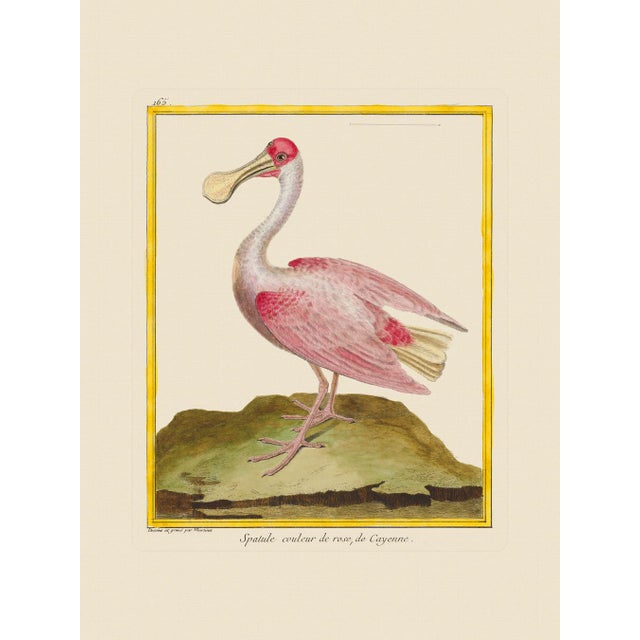 Shore Bird Grouping by Martinet Blue and Pink Giclee Reproductions For Sale In Atlanta - Image 6 of 11