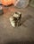 1970s Small Ceramic Squirrel Candle Holder For Sale In Atlanta - Image 6 of 7