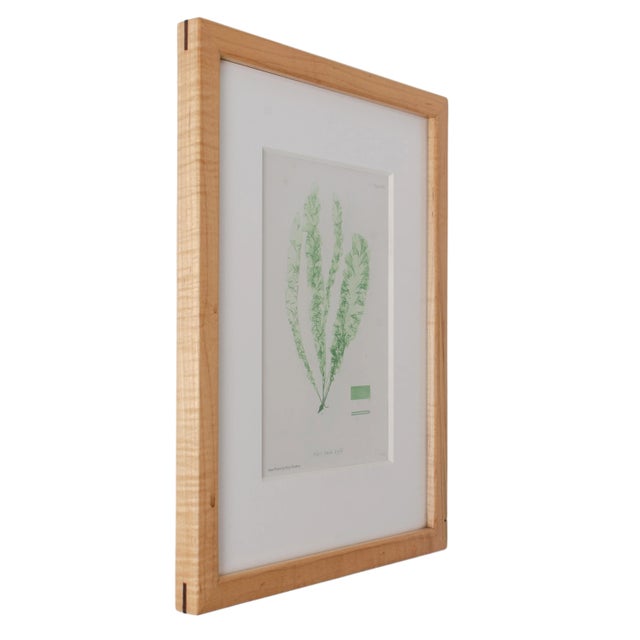 Traditional Bradbury Seaweed Print in Handcrafted Frame C.1859 For Sale - Image 3 of 4