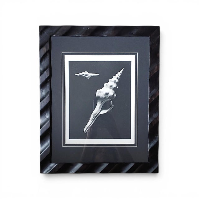 Pair of Framed Sea Shell Photograph Prints in Black Matte and Carved Wooden Frame For Sale - Image 4 of 8