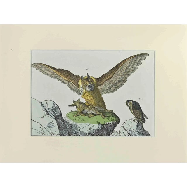 Johann Friedrich Naumann, Great Owl, Etching, 1840 For Sale - Image 3 of 3