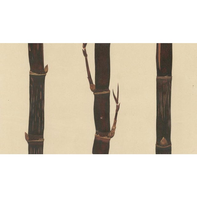 Sugarcane, 1892, Paper For Sale - Image 3 of 10