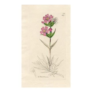 1840s, Catchfly Botanical Print by James Sowerby, Original Antique Botanical Print, Engraving, Hand Colored, England For Sale