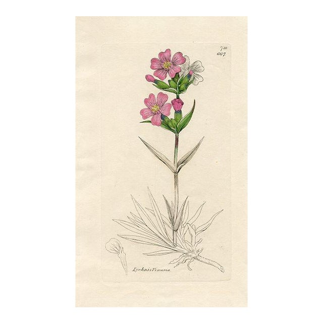 1840s, Catchfly Botanical Print by James Sowerby, Original Antique Botanical Print, Engraving, Hand Colored, England For Sale