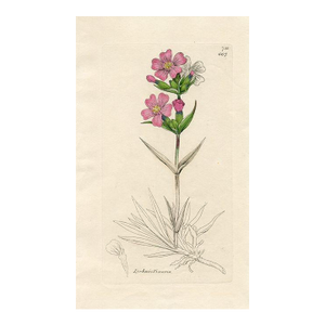 1840s, Catchfly Botanical Print by James Sowerby, Original Antique Botanical Print, Engraving, Hand Colored, England