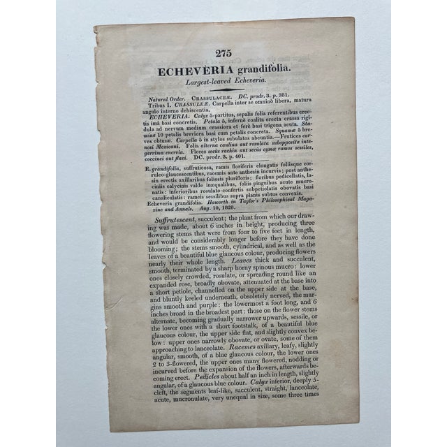 19th.century Robert Sweet Botanical Print With Flower Description Page Attached to Back. It Is an Hand Colored Engraving. For Sale In Greenville, SC - Image 6 of 9