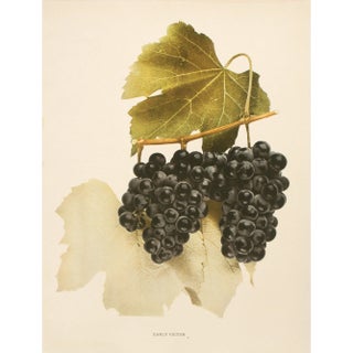 1900s U. P. Hedrick, Original Antique Photogravure of Early Victor Grapes For Sale