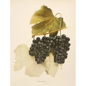 1900s U. P. Hedrick, Original Antique Photogravure of Early Victor Grapes