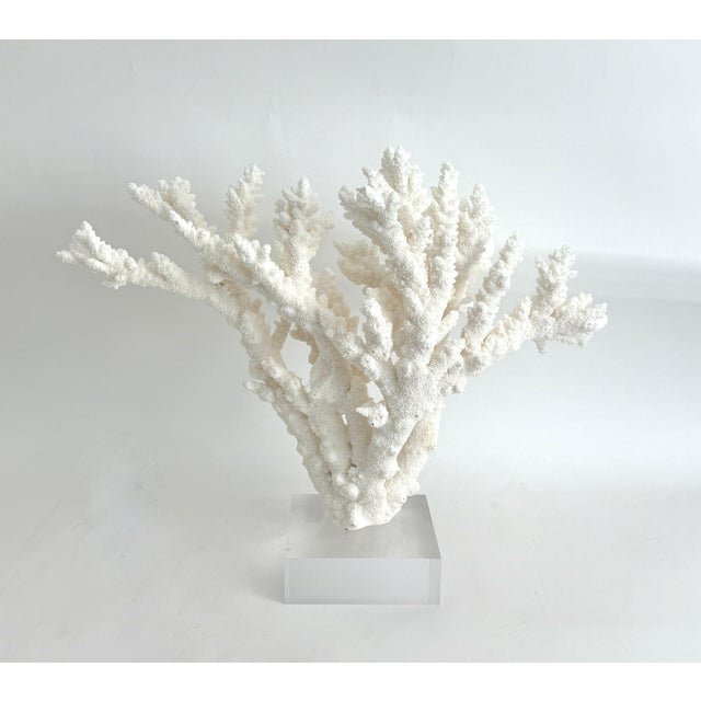 Extraordinary Natural Branch Coral on Acrylic Base For Sale - Image 9 of 9