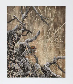 Chris Forrest, "Green Winged Teal," Lithograph