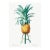 Vintage Pineapple Illustration, Botanical Art Print Reproduction, 24" X 36" For Sale