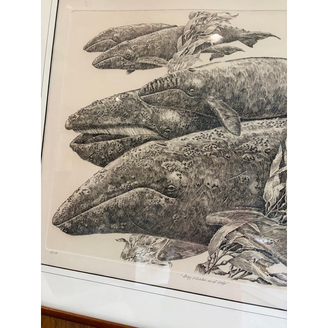 1980s j.d. Mayhew Gray Whales and Kelp 1983 Limited Edition Etching Print, Signed and Numbered For Sale - Image 5 of 10