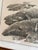 1980s j.d. Mayhew Gray Whales and Kelp 1983 Limited Edition Etching Print, Signed and Numbered For Sale - Image 5 of 10