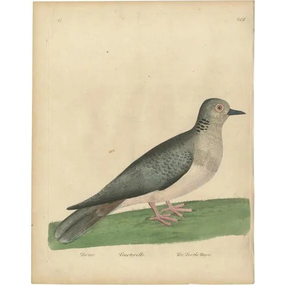 Eleazar Albin, Turtle Dove, 1740, Paper For Sale