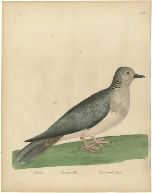 Eleazar Albin, Turtle Dove, 1740, Paper