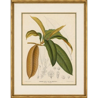 After De Vriese, Botanical Plate of Isonandra Gutta Percha Plant, 1856, Lithograph For Sale
