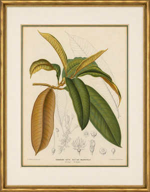 After De Vriese, Botanical Plate of Isonandra Gutta Percha Plant, 1856, Lithograph