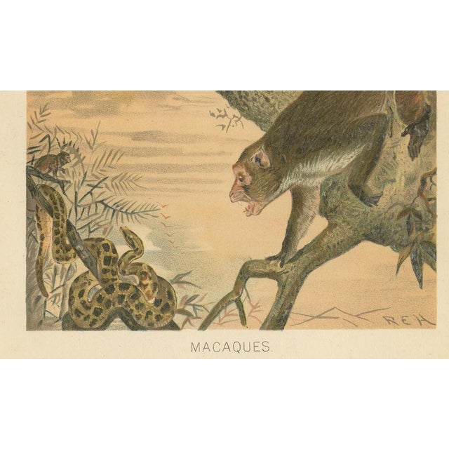 After Wilhelm Kuhnert, Macaques, 1894, Paper For Sale - Image 6 of 9