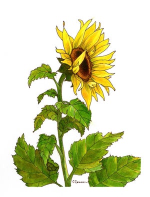 Giclee Print Watercolor Painting Sunflower