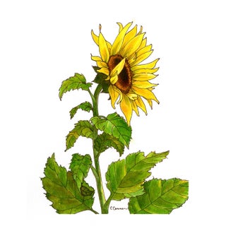 Watercolor Painting Giclee Print Sunflower For Sale