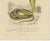 Oudart and Forget, Coral Snake and Egyptian Cobra, 1850s, Paper For Sale - Image 3 of 10