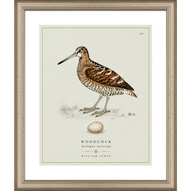 William Lewin 1789 Waterbirds Fine Art Gallery Board Print - The Woodcock For Sale - Image 10 of 12
