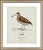 William Lewin 1789 Waterbirds Fine Art Gallery Board Print - The Woodcock For Sale - Image 10 of 12