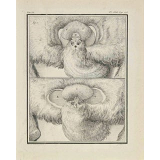 Marcel Gaillard, Anatomy of Animals, Etching, 1771 For Sale