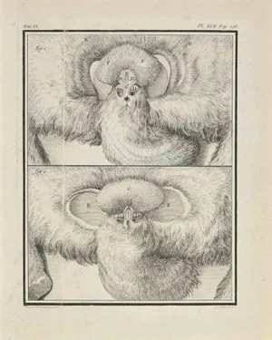Marcel Gaillard, Anatomy of Animals, Etching, 1771