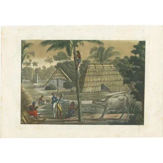 Early 19th Century Ferrario, Timor Island Near Kupang, 1831, Print on Paper For Sale - Image 5 of 5