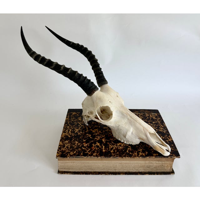 This taxidermy Blesbok antelope skull with polished horns is suitable for hanging on the wall or display on a shelf....