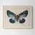 Six-Spot Burnet - Butterfly Botanical Study | Natural History | Fine Art Print For Sale - Image 4 of 5