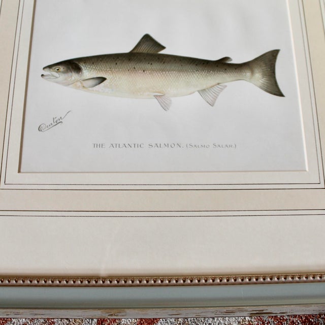 S. F. Denton American Fish Prints in Finely Matted Frames- Set of Six For Sale - Image 11 of 12