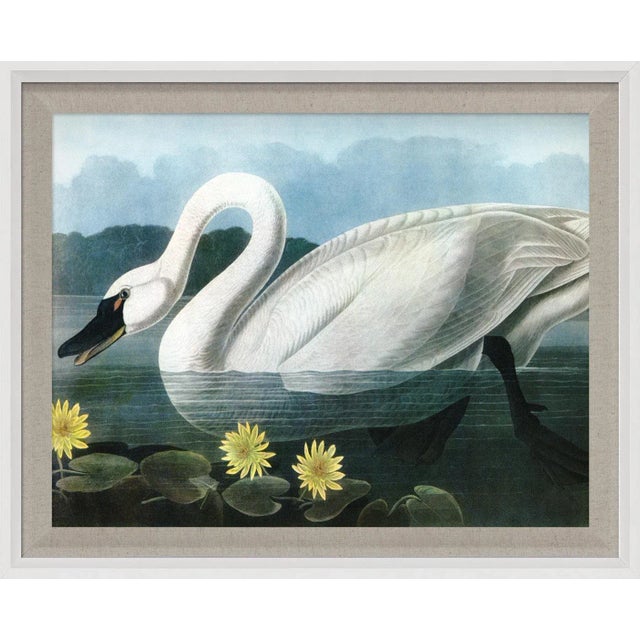 Contemporary Audubon 20, Framed Artwork For Sale - Image 3 of 3