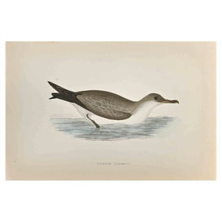 Alexander Francis Lydon, Cinereous Shearwater, Woodcut Print, 1870 For Sale