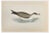 Alexander Francis Lydon, Cinereous Shearwater, Woodcut Print, 1870 For Sale