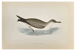 Alexander Francis Lydon, Cinereous Shearwater, Woodcut Print, 1870