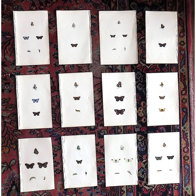 Antique 19th Century Hand Colored Butterfly Lithographs - Set of 12 For Sale - Image 12 of 12