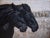 Early 21st Century Shadows by Andrada Trapnell | Mixed media on canvas Two black horses against a textured background For Sale - Image 5 of 5
