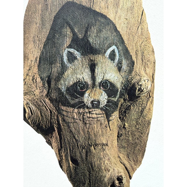 Vintage Lithograph print of a folk art portrait of a raccoon in a tree by a Franciscan monk from Missouri, the late...