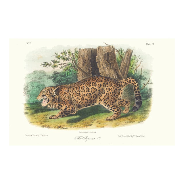 1854 Audubon Quadruped Octavo Lithograph "Plate 101 the Jaguar" For Sale
