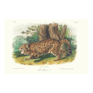 1854 Audubon Quadruped Octavo Lithograph "Plate 101 the Jaguar"