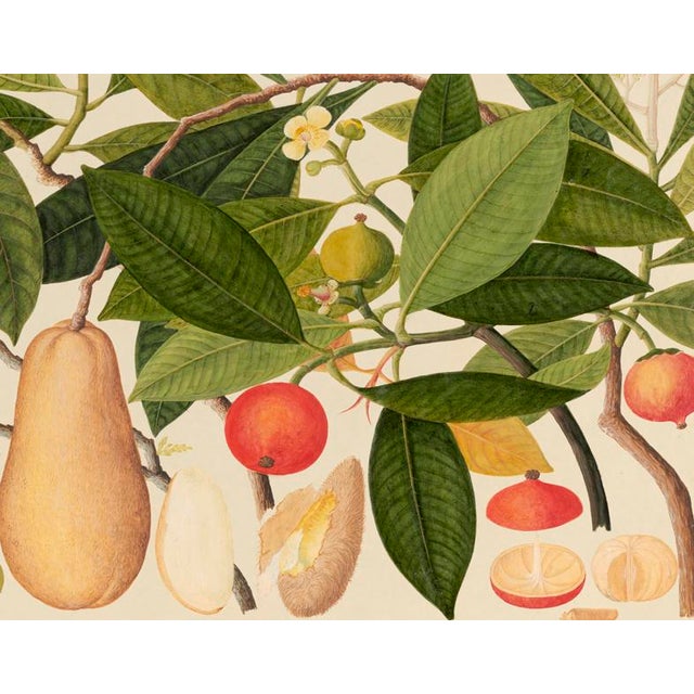 Golden Tropic Botanicals #5/22. beautifully reproduced as giclée prints using archival inks on imported English cotton rag...