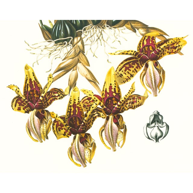 Limited edition reproduction print of one of the most famous botanical works ever produced, "The Orchidaceae of Mexico and...