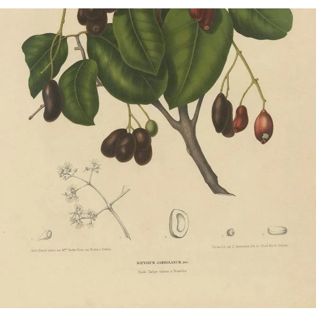 Hoola Van Nooten, Sizygium Jambolanum Java Plum, 1863, Lithograph For Sale - Image 5 of 10