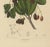 Hoola Van Nooten, Sizygium Jambolanum Java Plum, 1863, Lithograph For Sale - Image 5 of 10