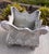 Antique French Rococo Cast Iron Jardinieres Planters, a Pair For Sale In Louisville - Image 6 of 12