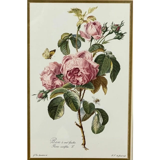 Vintage Botanical Rose Rosa Centifolia After Van Spaendonck Gilt Framed Print Add timeless elegance to your walls with...