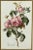 Vintage Botanical Rose Rosa Centifolia After Van Spaendonck Gilt Framed Print Add timeless elegance to your walls with...
