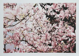 Jon D'Orazio, "Magnolia II," Lithograph